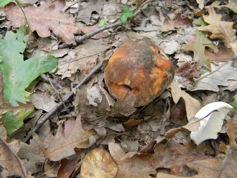 Ritrovamenti 19.10.2010